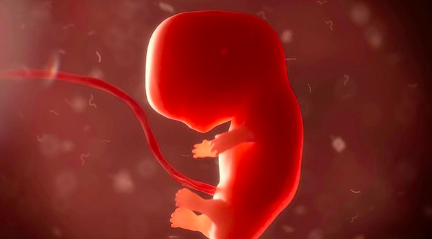 embrion formandose como ser humano