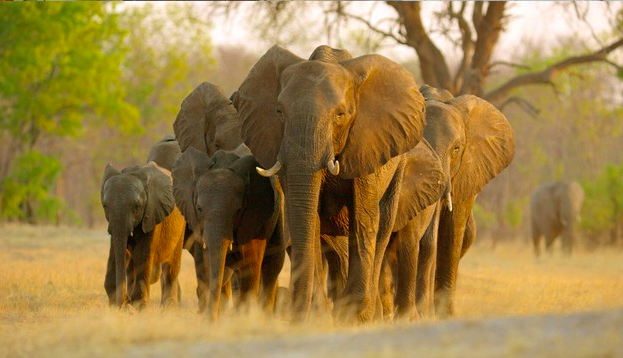Elefantes caminando