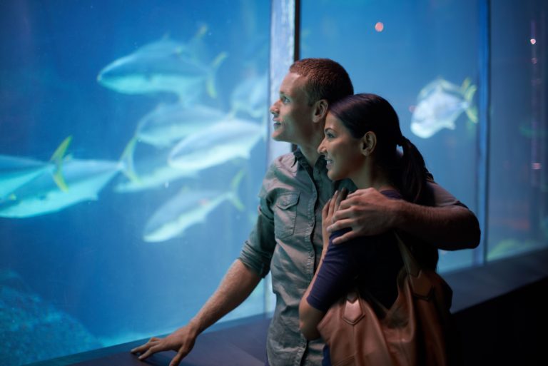 novios viendo peces en un acuario