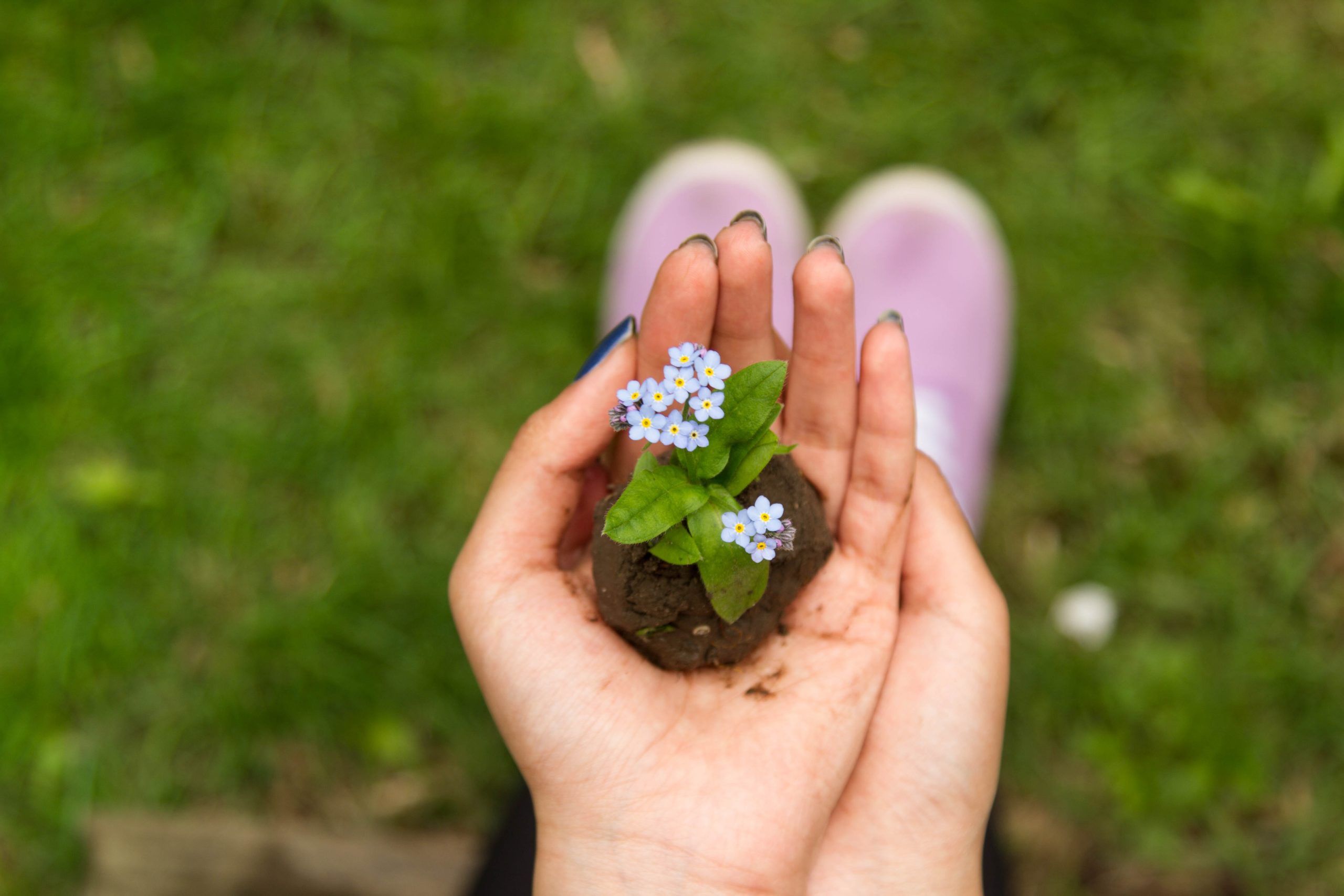 una mano con una planta creciendo en un poquito de tierra